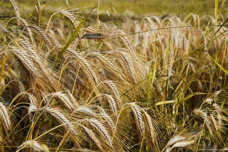 wheat-ears