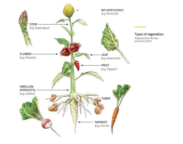 Defining and classifying fruit and vegetables in 2021