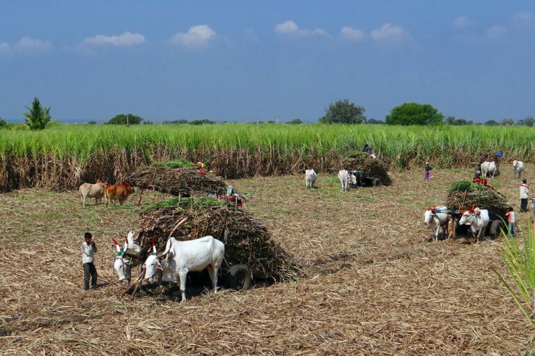 Global Bihari