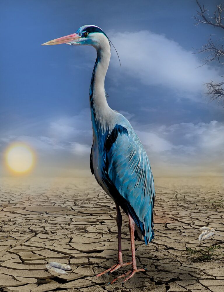 heron-684694_1280