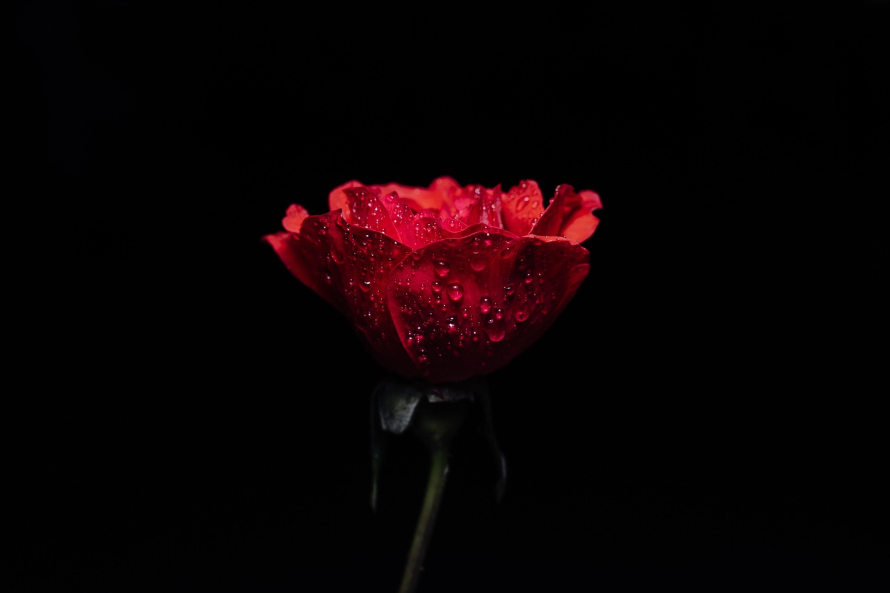 rose-5201410_1280