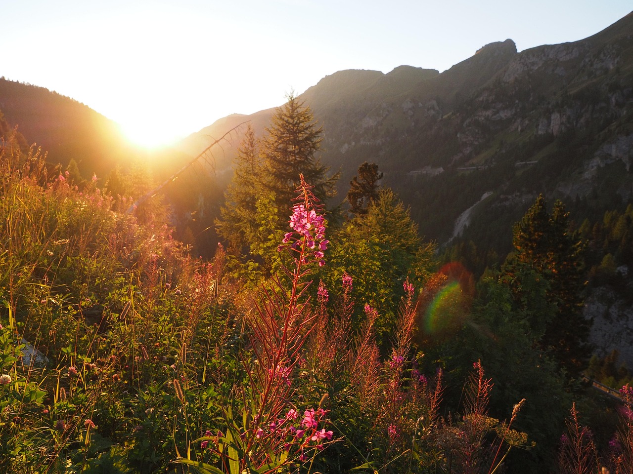 epilobium-angustifolium-2799621_1280