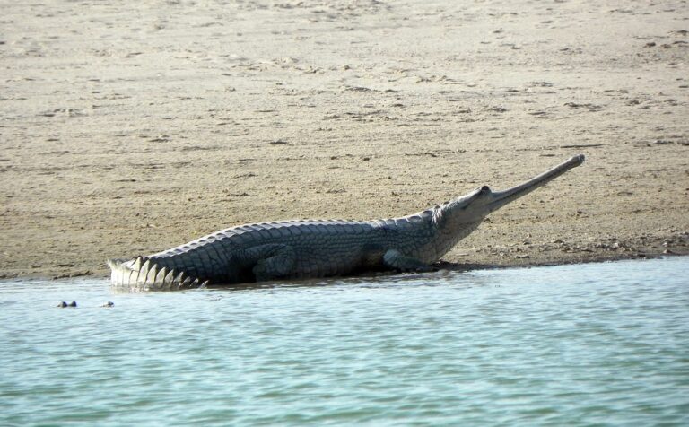 gharial-4883131_1280