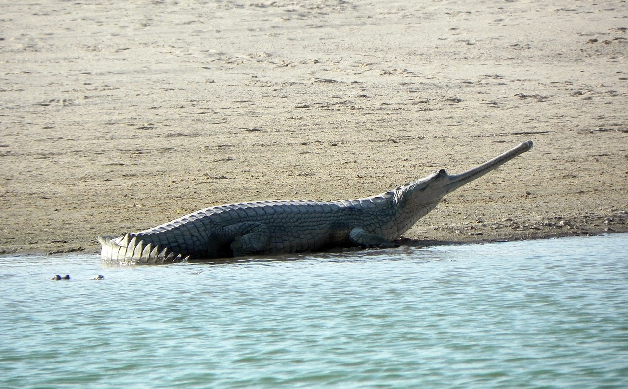gharial-4883131_1280